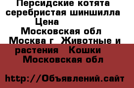 Персидские котята  серебристая шиншилла › Цена ­ 25 000 - Московская обл., Москва г. Животные и растения » Кошки   . Московская обл.